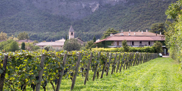 Immagine decorativa per il contenuto AZ. AGRICOLA FORADORI