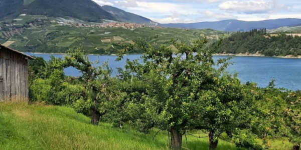 Immagine decorativa per il contenuto Azienda agricola biologica Rossi Paolo