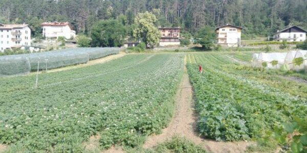 Immagine decorativa per il contenuto Azienda Agricola Iachelini Marco "L'Orto"