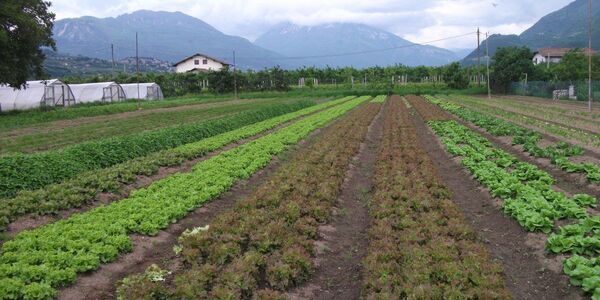 Immagine decorativa per il contenuto Azienda Agricola Merler Silvano